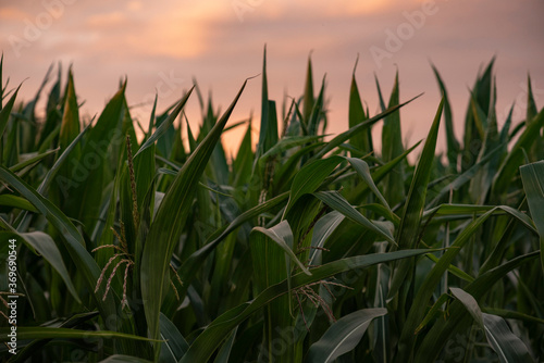 Corn field in soft evening light