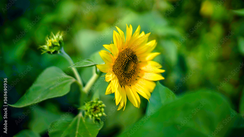 Close-up of sunflower natural background. Sunflower blooming in summer Close-up of sunflower natural background. Sunflower blooming in summer