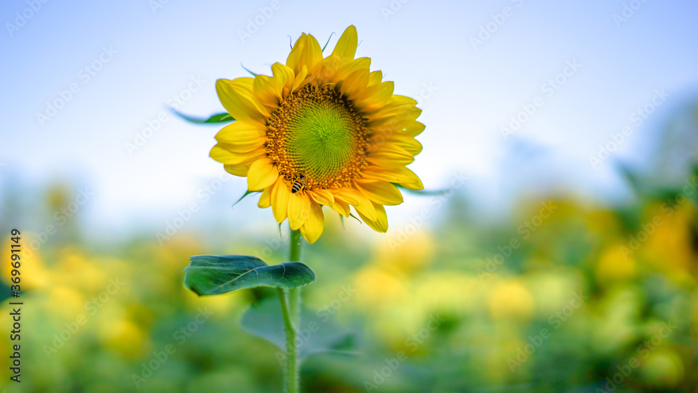 Fototapeta premium Close-up of sunflower natural background. Sunflower blooming in summer