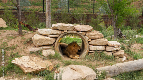 Bungarribee, Sydney, Australia - January 28, 2020:African  Lion resting  inside the cave in the Sydney Zoo.