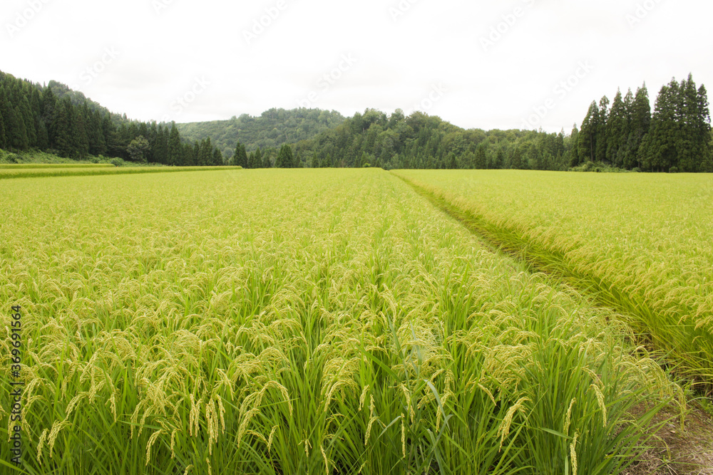 Obraz premium コシヒカリの田園風景
