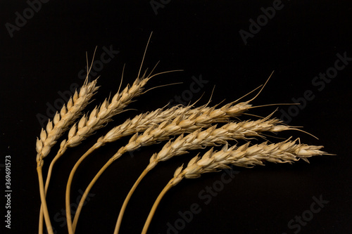 Spikelets of golden wheat,  isolated on black background