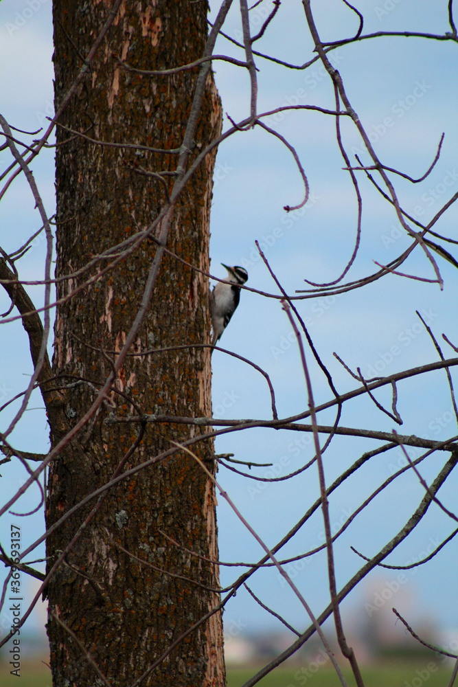 Un pique bois dans son arbre Stock Photo | Adobe Stock