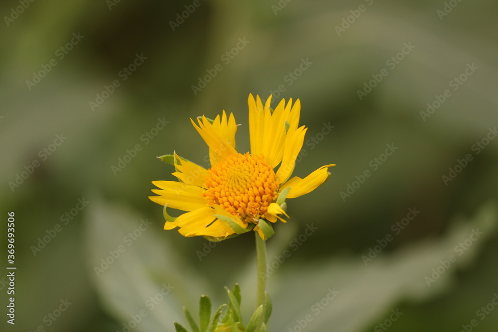 yellow flower on green background yellow flower on green background