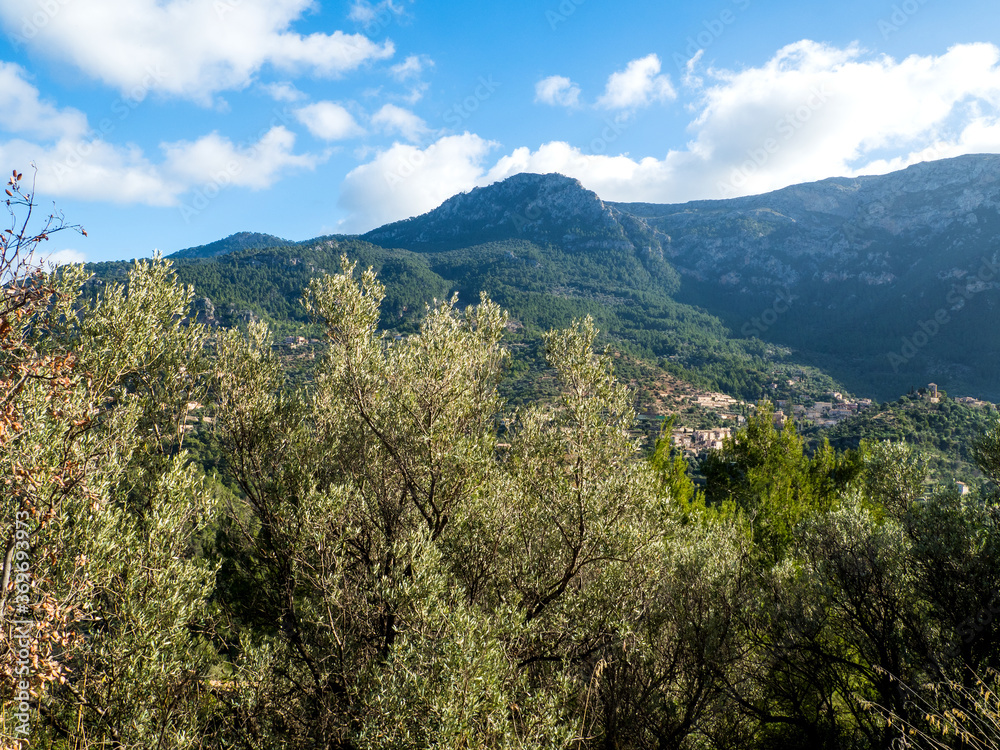 mountain landscape with trees Mallorca