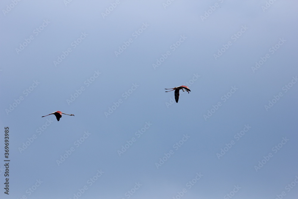 Obraz premium flamencos volando en el delta del ebro
