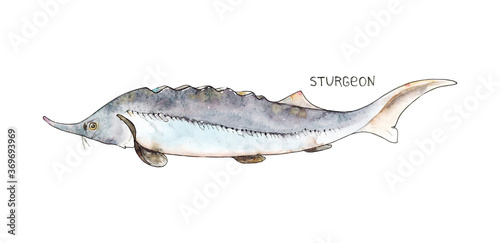 Watercolor hand drawn illustration of Sturgeon fish with lettering Sturgeon isolated on white