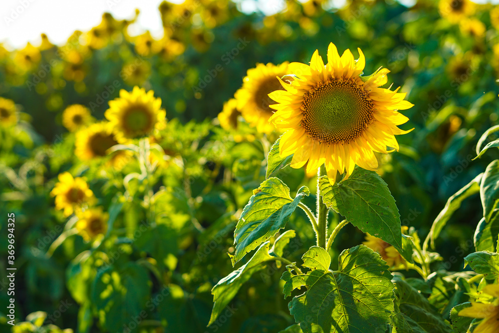 Obraz premium Field of sunflowers