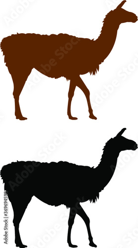 vector illustration of a llama