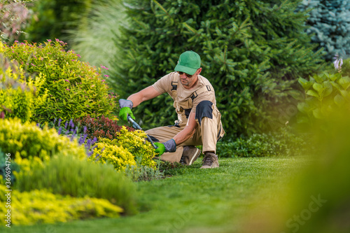 Photo Professional Gardener Pruning Bushes And Shrubs.