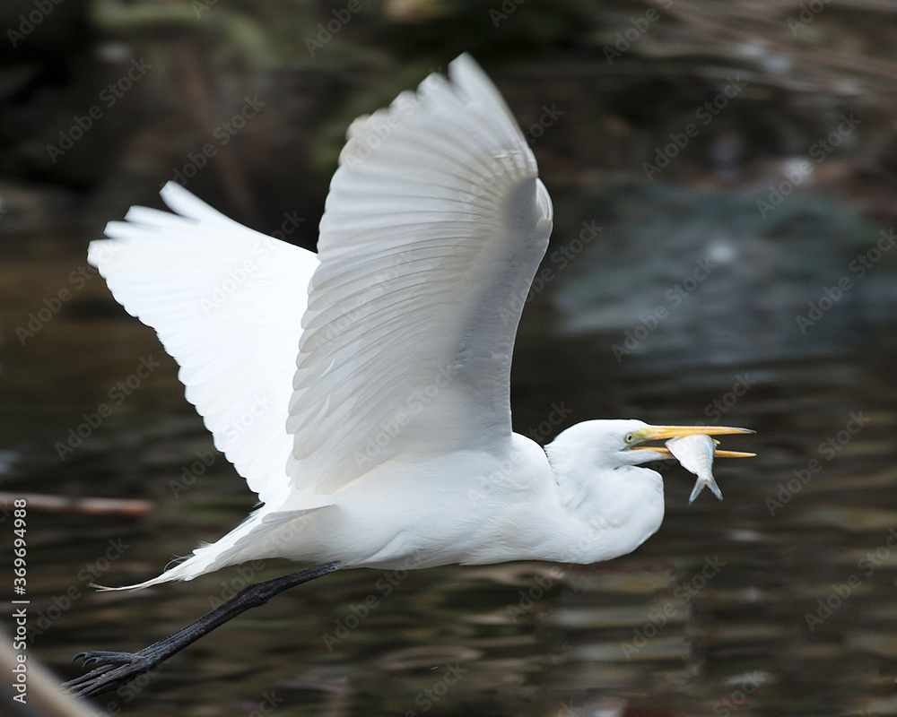 Great White Egret Stock Photo. Great White Egret flying with a fish in its beak over the water displaying white feathers plumage, body, spread wings, head, eye, neck, long black legs. Great White Egret Stock Photo. Great White Egret flying with a fish in its beak over the water displaying white feathers plumage, body, spread wings, head, eye, neck, long black legs.