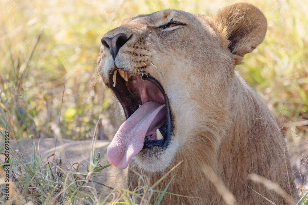 Φωτογραφία lazy lion yawns and rests in the shade (Panthera leo) in natural habitat Savuti game reserve