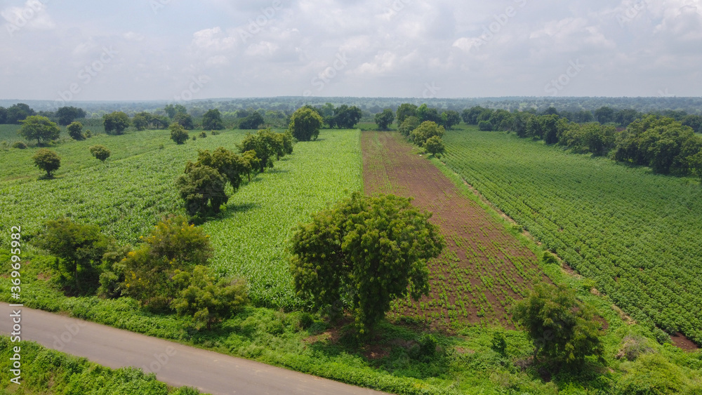 Aerial view of green cotton field