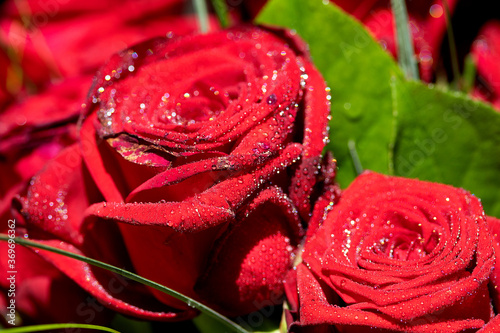 rote Rose mit Wassertropfen