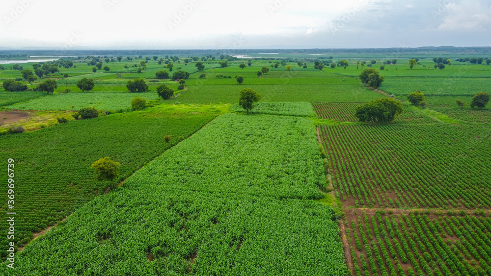 Aerial view of green cotton field
