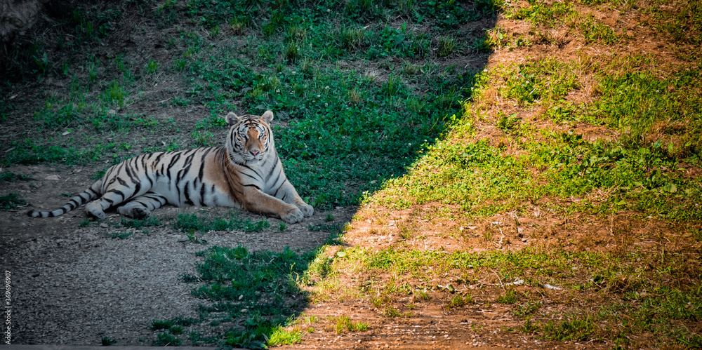 Εκτύπωση καμβά Beautiful shot of a Siberian tiger resting in a shady part of a field