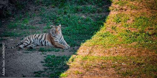 Картината върху платно Beautiful shot of a Siberian tiger resting in a shady part of a field