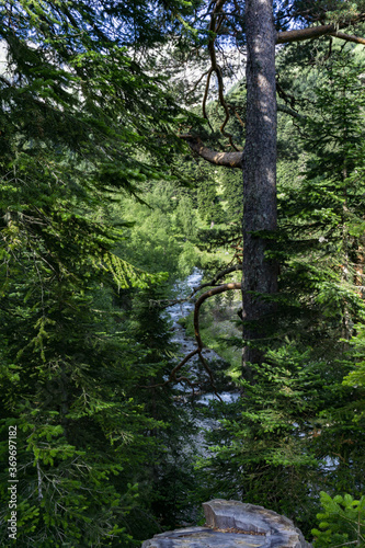 river in the forest