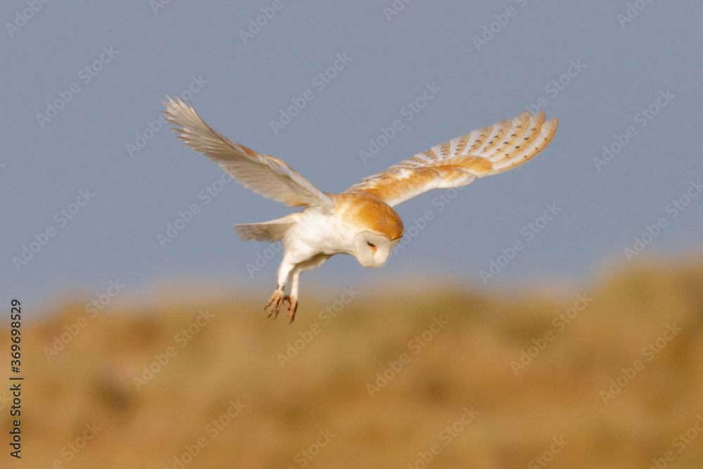 Naklejka premium Bird of Prey - Barn Owl in flight with beautiful colours on the feathers