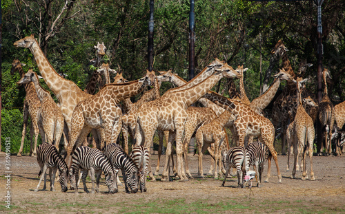 African animal wildlife giraffes and zebras find food on grassland 