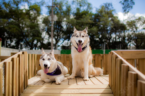 Irmãos husky siberiano