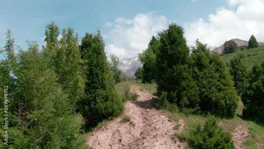 Drone cam fly through coniferous trees on the mountainside and shoot the landscape panorama Drone cam fly through coniferous trees on the mountainside and shoot the landscape panorama