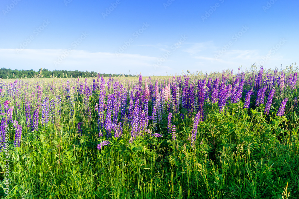 Wild field of spring lupines (Lupinus). Beautiful floral landscape. Background with bright plants