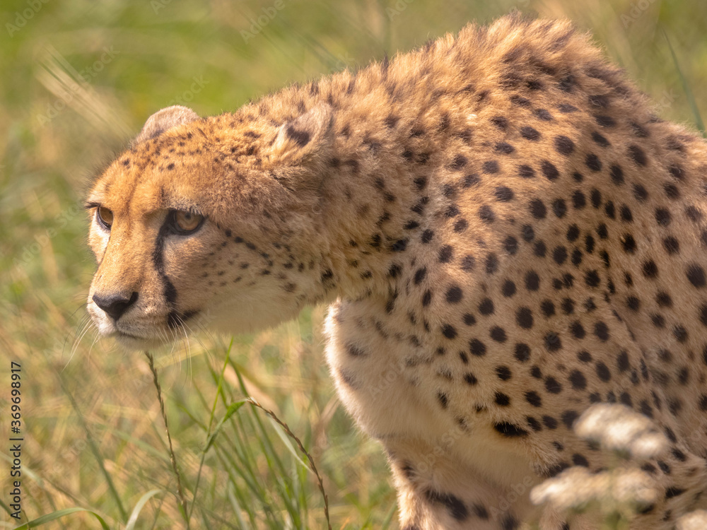 Cheetah stalking it's prey (Acinonyx jubatus) Cheetah stalking it's prey (Acinonyx jubatus)