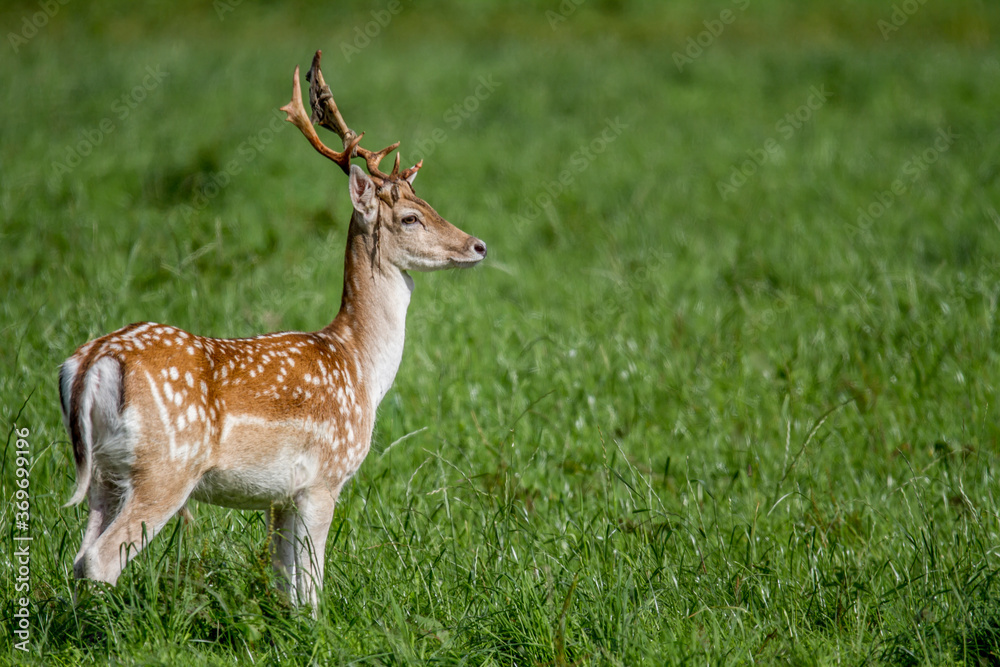 Fallow deer making his way into the forest standing in the long grass Fallow deer making his way into the forest standing in the long grass