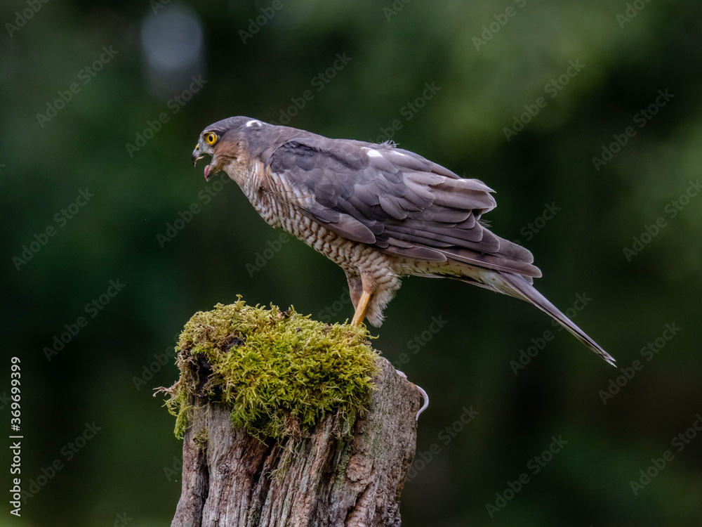 Bird of Prey - Sparrowhawk (Accipiter nisus), also known as the northern sparrowhawk or the sparrowhawk sitting on a trunk covered in moss. Bird of Prey - Sparrowhawk (Accipiter nisus), also known as the northern sparrowhawk or the sparrowhawk sitting on a trunk covered in moss.