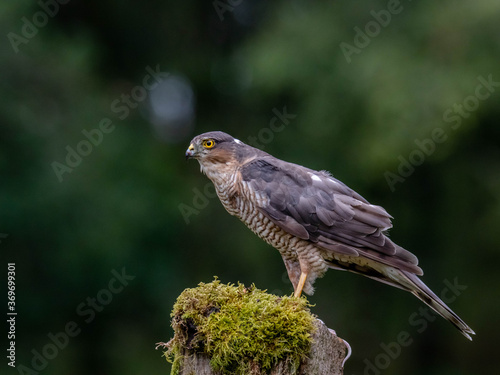 Bird of Prey - Sparrowhawk (Accipiter nisus), also known as the northern sparrowhawk or the sparrowhawk sitting on a trunk covered in moss.