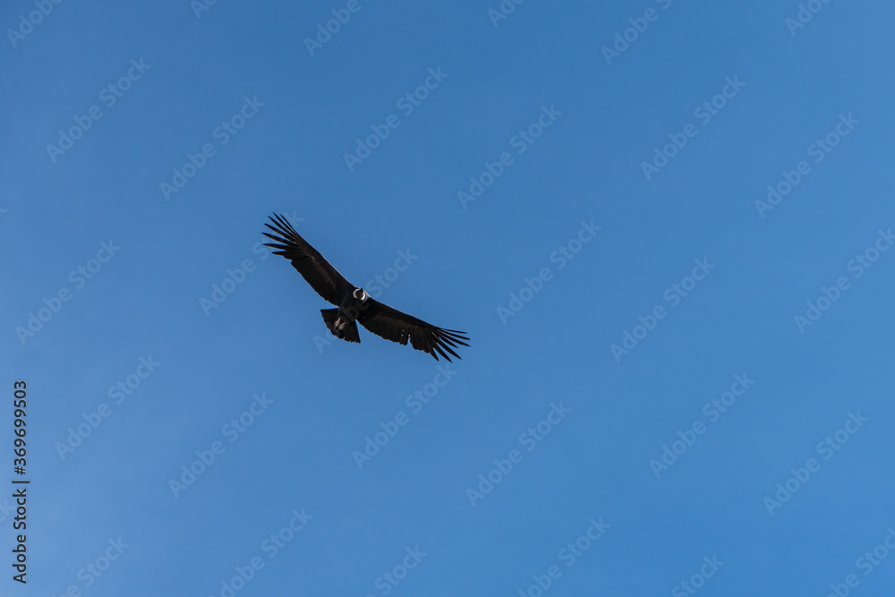 Andean condor