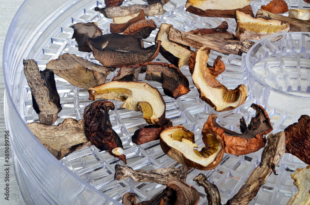 Dried mushrooms slices on food dehydrator tray.Dried porcini mushrooms Dried mushrooms slices on food dehydrator tray.Dried porcini mushrooms