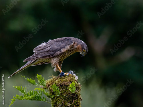 Bird of Prey - Sparrowhawk (Accipiter nisus), also known as the northern sparrowhawk or the sparrowhawk sitting on a trunk covered in moss.