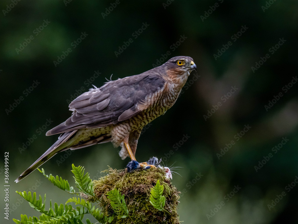 Fototapeta premium Bird of Prey - Sparrowhawk (Accipiter nisus), also known as the northern sparrowhawk or the sparrowhawk sitting on a trunk covered in moss.