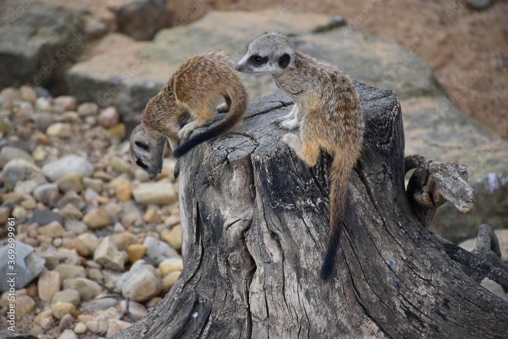 Two young Meerkats (Suricata suricatta) playing together, one Meerkat is ready to jump Two young Meerkats (Suricata suricatta) playing together, one Meerkat is ready to jump