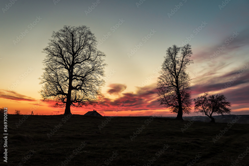 silhouettes of bare trees
