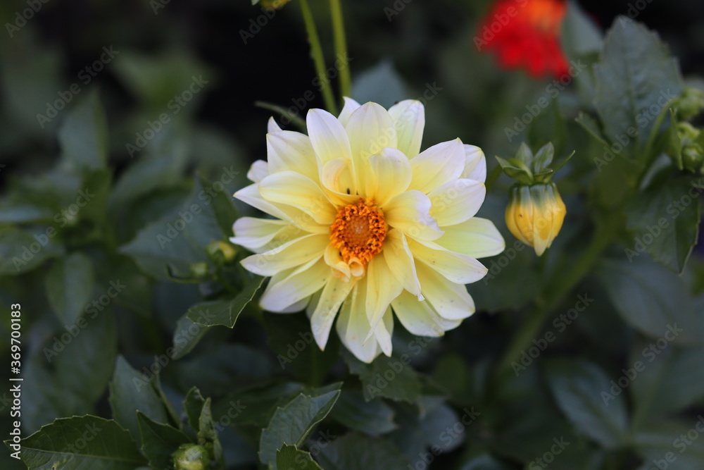 one yellow flower in the garden