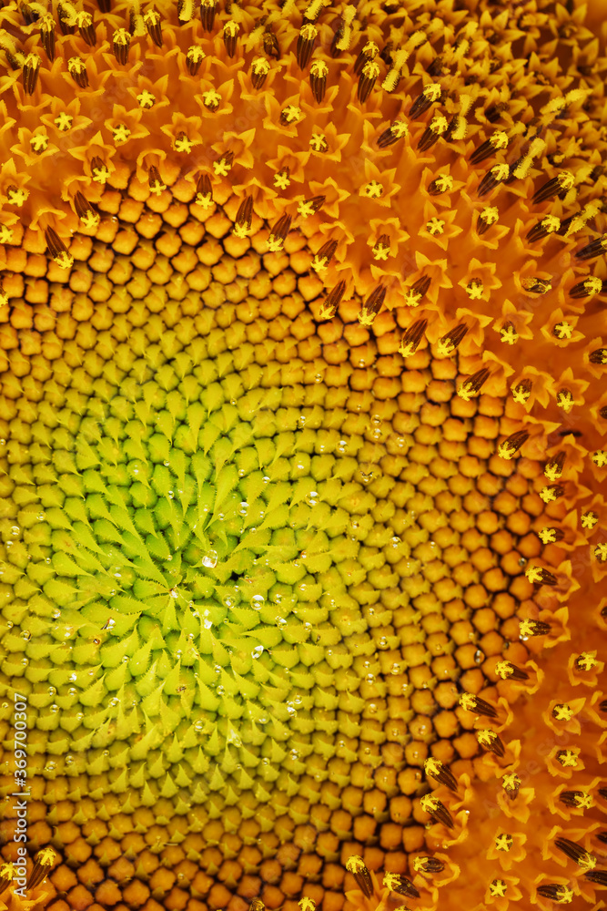 Sunflower flower with petals close-up in the form of patterns and full-screen textures as the background. Sunflower flower with petals close-up in the form of patterns and full-screen textures as the background.