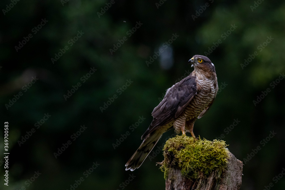 Obraz premium Bird of Prey - Sparrowhawk (Accipiter nisus), also known as the northern sparrowhawk or the sparrowhawk sitting on a trunk covered in moss.