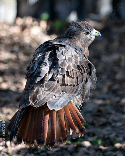 Hawk bird stock photos. Hawk bird close-up rear profile view displaying brown feathers, tail, eye, beak with a blur background in its environment and habitat. Picture. Image. Portrait.  ©  Aline