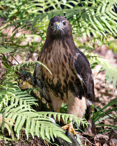 Hawk Bird Stock Photos.  Image. Portrait. Picture. Close-up profile view. Foliage background and foreground.