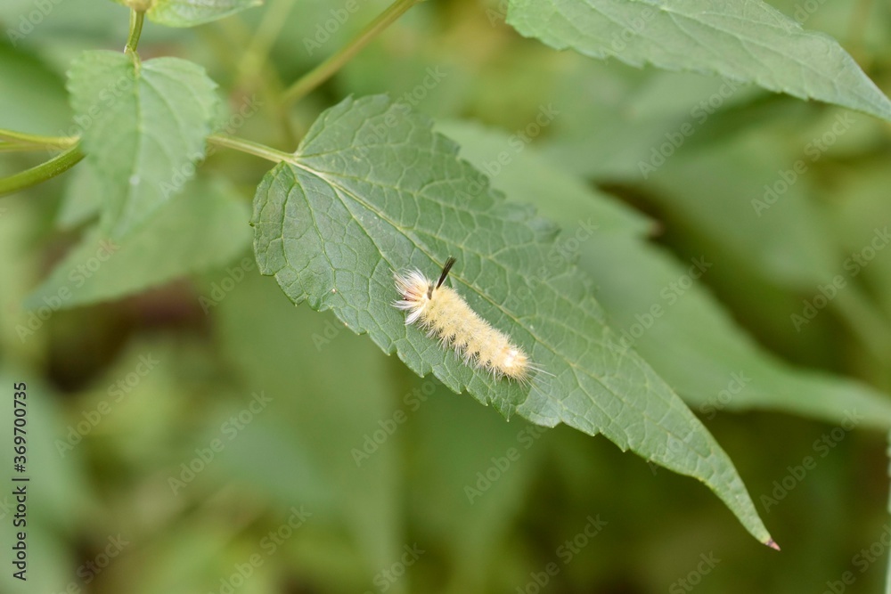 Tussock Moth Caterpillar on a leaf of Hummingbird Mint Tussock Moth Caterpillar on a leaf of Hummingbird Mint