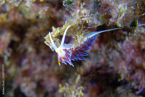 Hervia (Cratena peregrina) in Mediterranean Sea photo