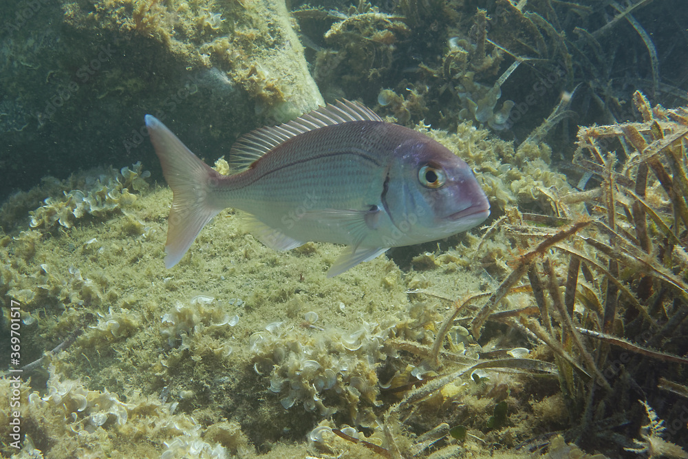 Common seabream (Pagrus pagrus) in Mediterranean Sea Common seabream (Pagrus pagrus) in Mediterranean Sea