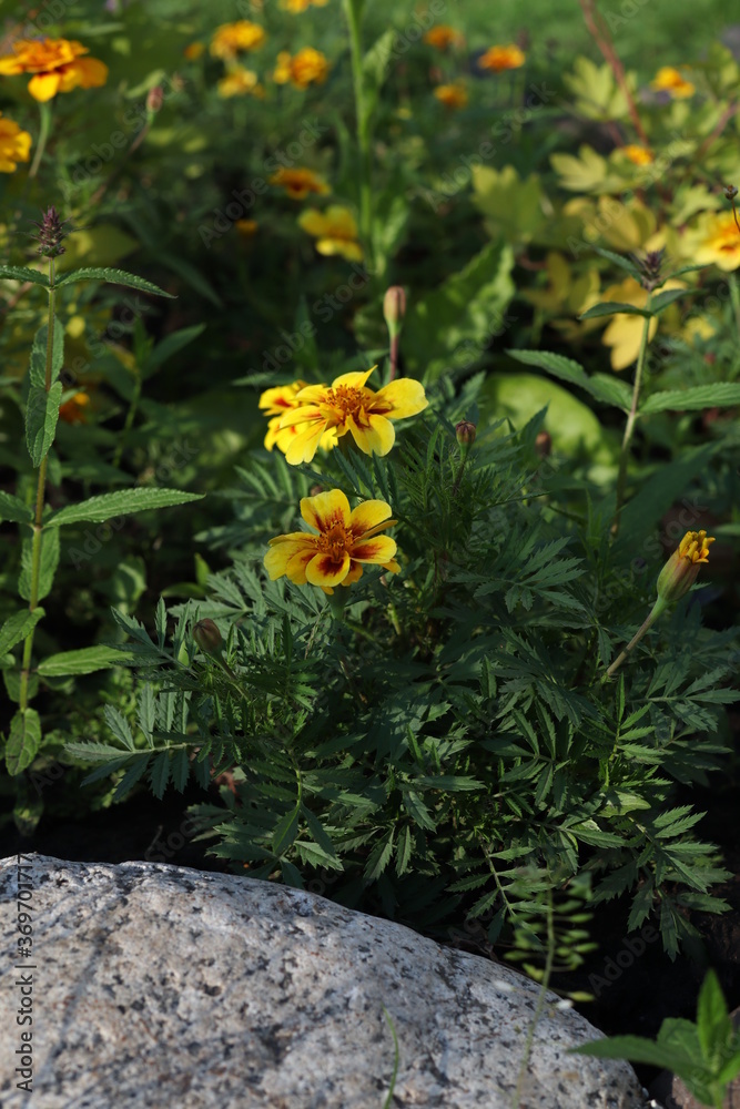 yellow flowers in a flower bed yellow flowers in a flower bed