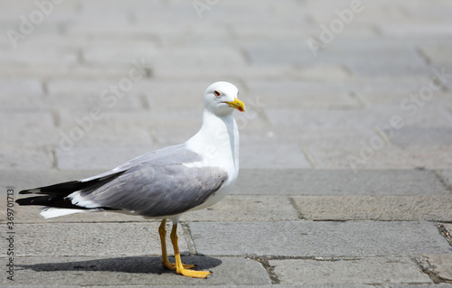 Seagull with yellow beak and webbed legs