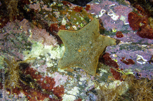 Фотография Cushion star or Gibbous starlet (Asterina gibbosa) in Mediterranean Sea