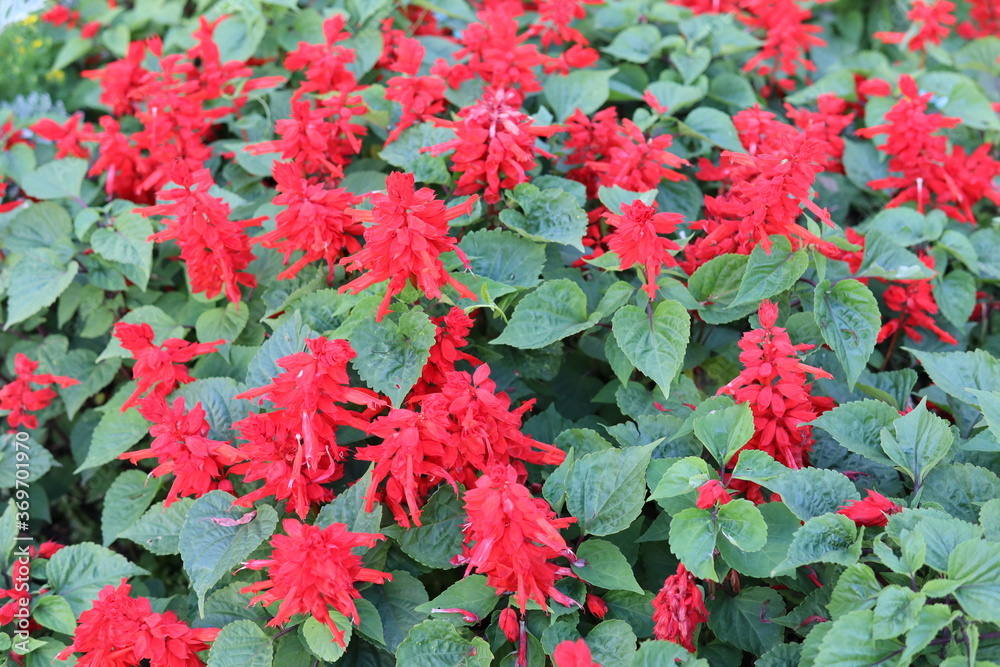 red flowers in a flower bed
