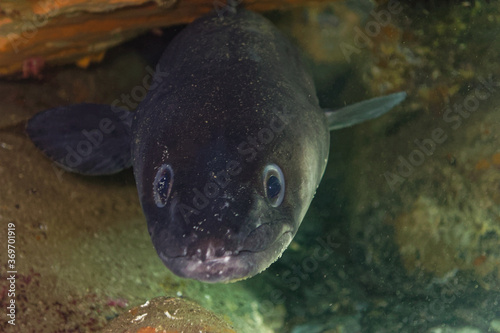 Obraz na płótnie European conger (Conger conger) in Mediterranean Sea